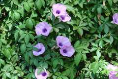Ipomoea cairica